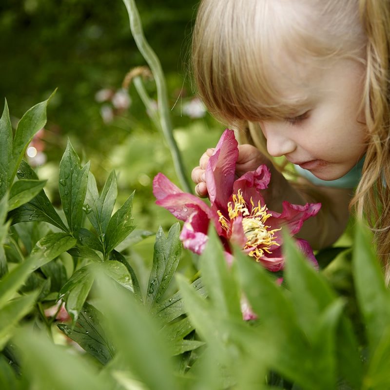 Pensaspioni Paeonia Itoh-Ryhmä Kekkilä 2