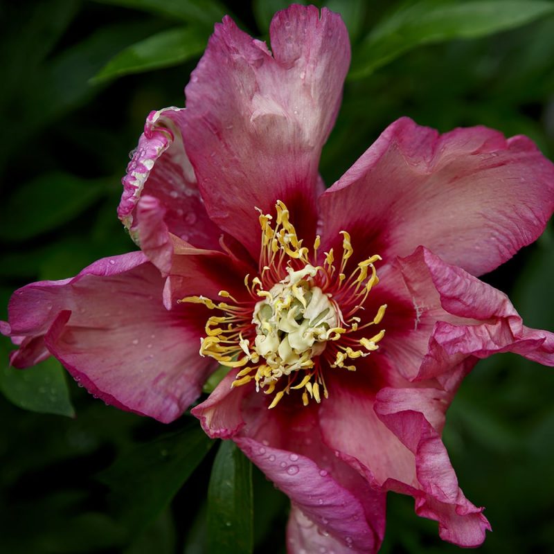 Pensaspioni Paeonia Itoh-Ryhmä Kekkilä