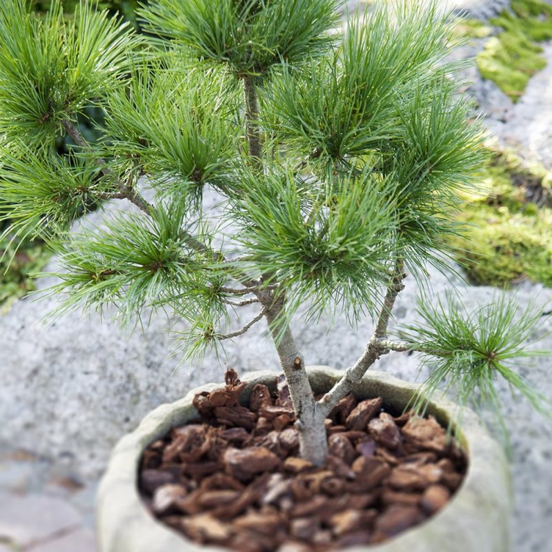 Pensassembra Pinus pumila