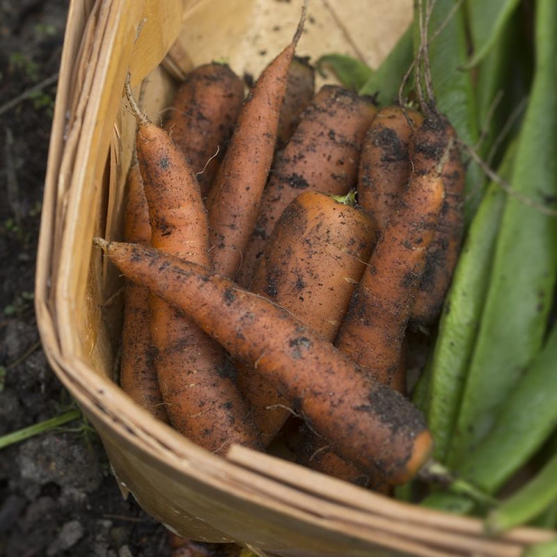 Porkkana Daucus carota subsp. Sativus