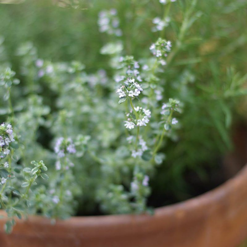 Timjami Thymus vulgaris Kekkilä