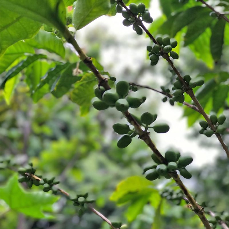 Kahvipensas Coffea arabica marjat Kekkilä