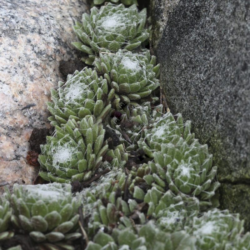 Mehitähdet Sempervivum kivien välissä