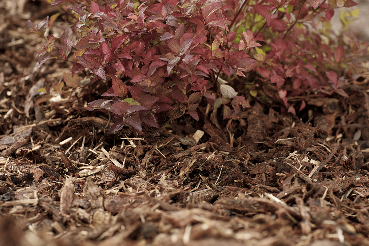 Suojaa puutarhan kasvit talven kylmyydeltä
