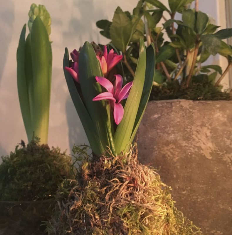 hyasintti hyacinthus kokedama