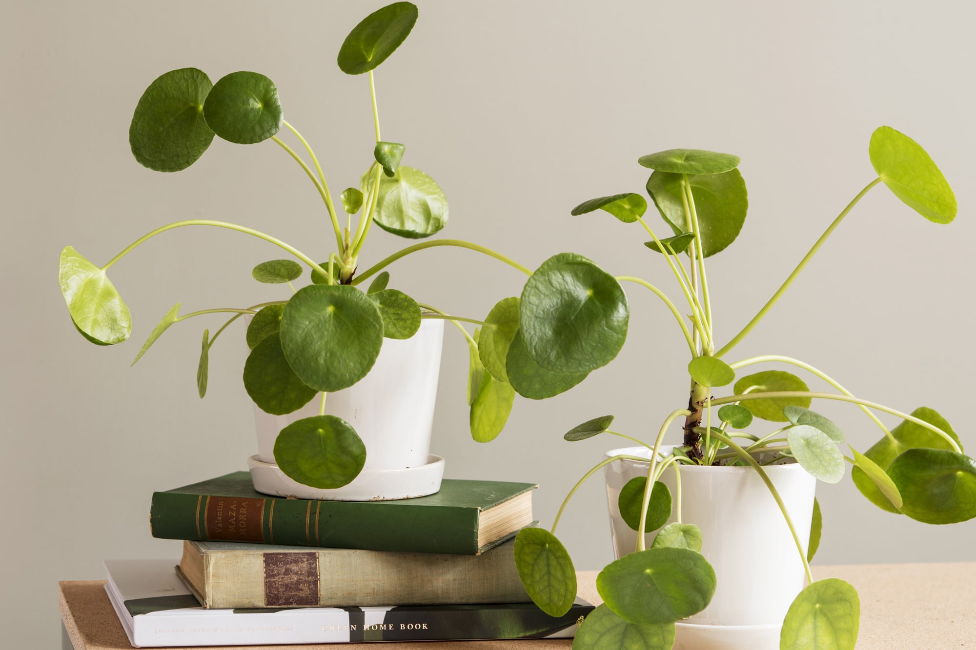 Viherkasvitrendit kilpipiilea pilea peperomioides Kekkilä