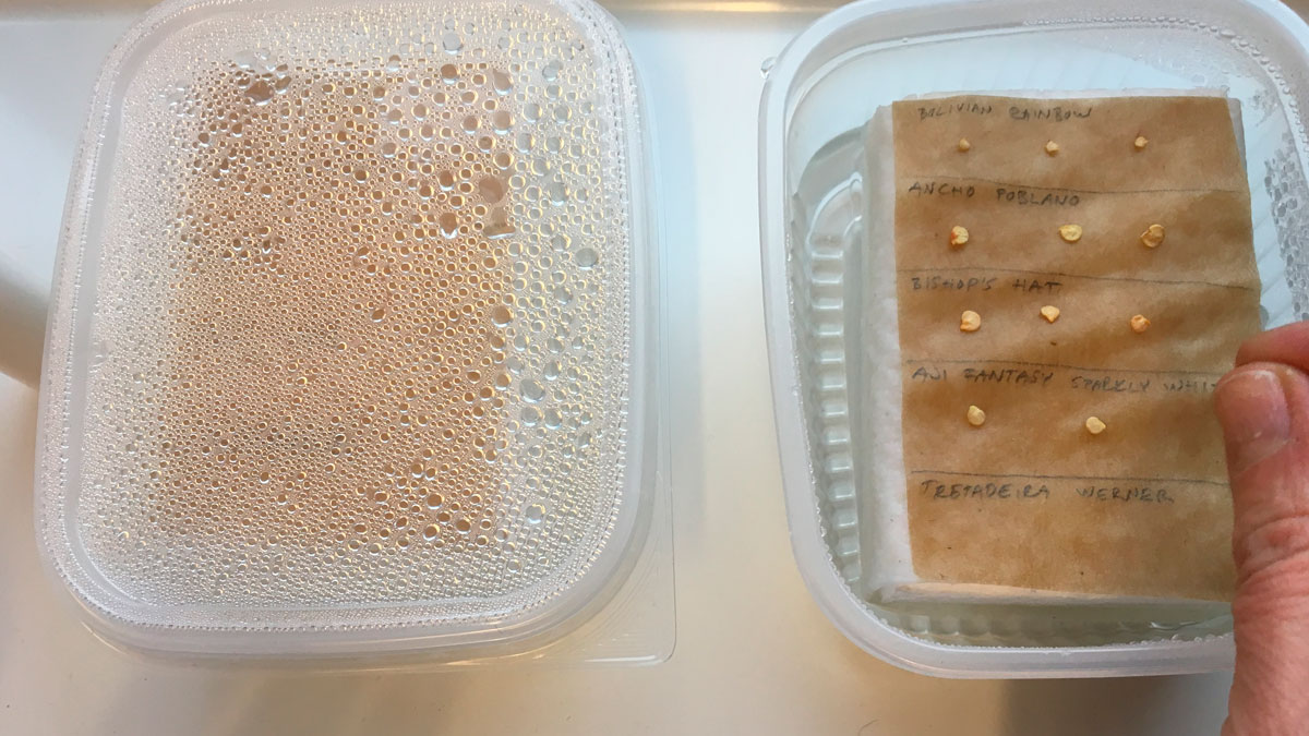 Siementen lauttaidätys