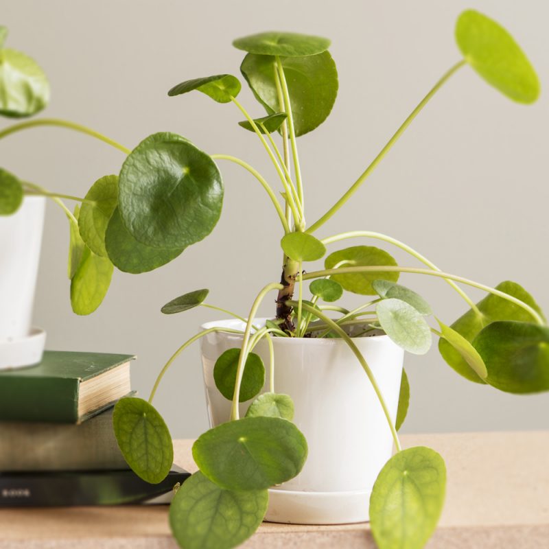 Kilpipiilea Pilea peperomioides Kekkilä