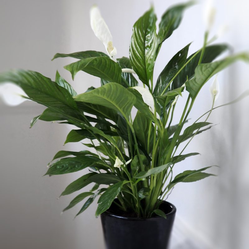 Viirivehka Spathiphyllum