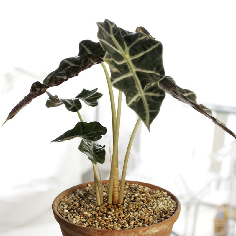 Alokasia eli juurakkovehkaAlocasia sanderiana, Alocasia zebrina Kekkilä