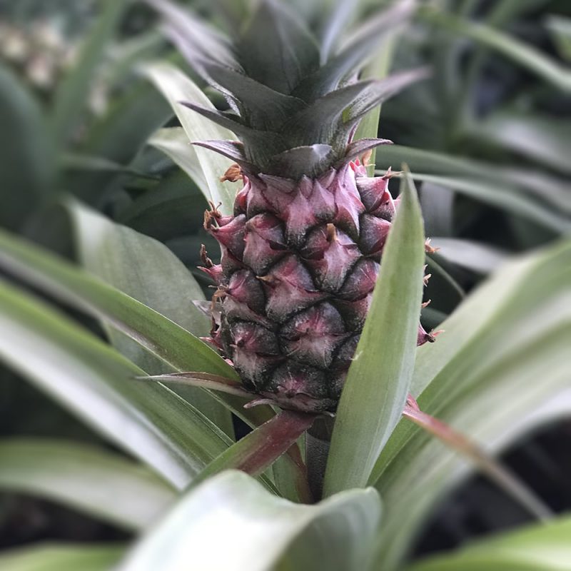 Ananas Ananas comosum Kekkilä