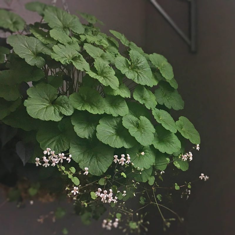 Australianvillipelargoni Pelargonium australe Kekkilä