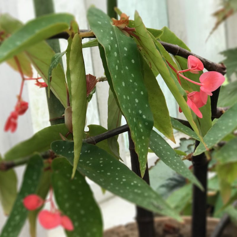 Enkelinsiipi Begonia Corallina-ryhmä Kekkilä