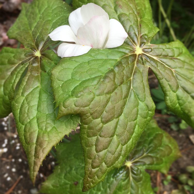 Himalajanjalkalehti Podophyllum hexandrum