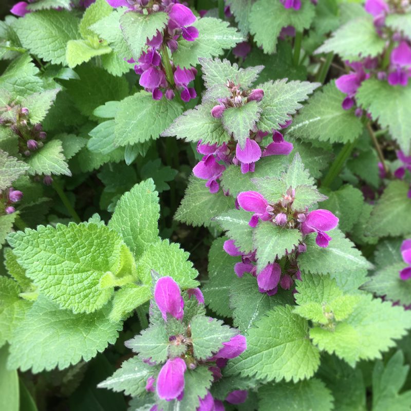 Hopeatäpläpeippi Lamium maculatum