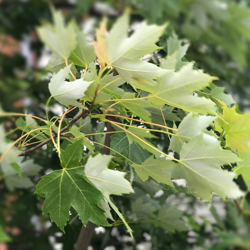 Hopeavaahtera_acer_saccharinum