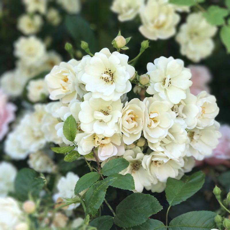 Hunajaruusu Rosa helenae ’Lykkefund’, ’Bienenweide rot’ Kekkilä