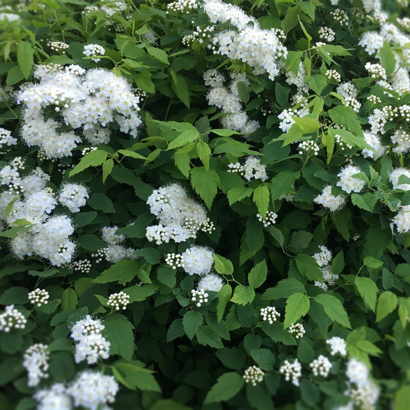 Idänvirpiangervi Spiraea chamaedryfolia