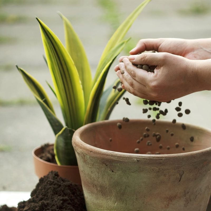 Isoanopinkieli Sansevieria trifasciata Kekkilä