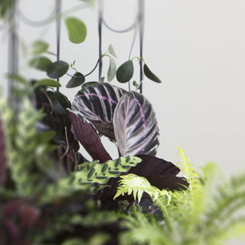 Isomaija Calathea Kekkilä