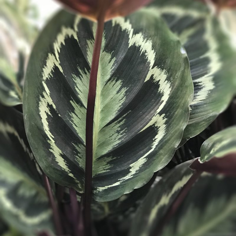 Isomaija Calathea medallion Kekkilä