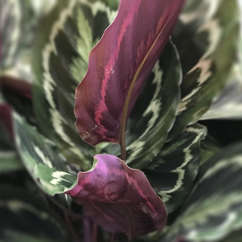 Isomaija Calathea medallion lehdet Kekkilä