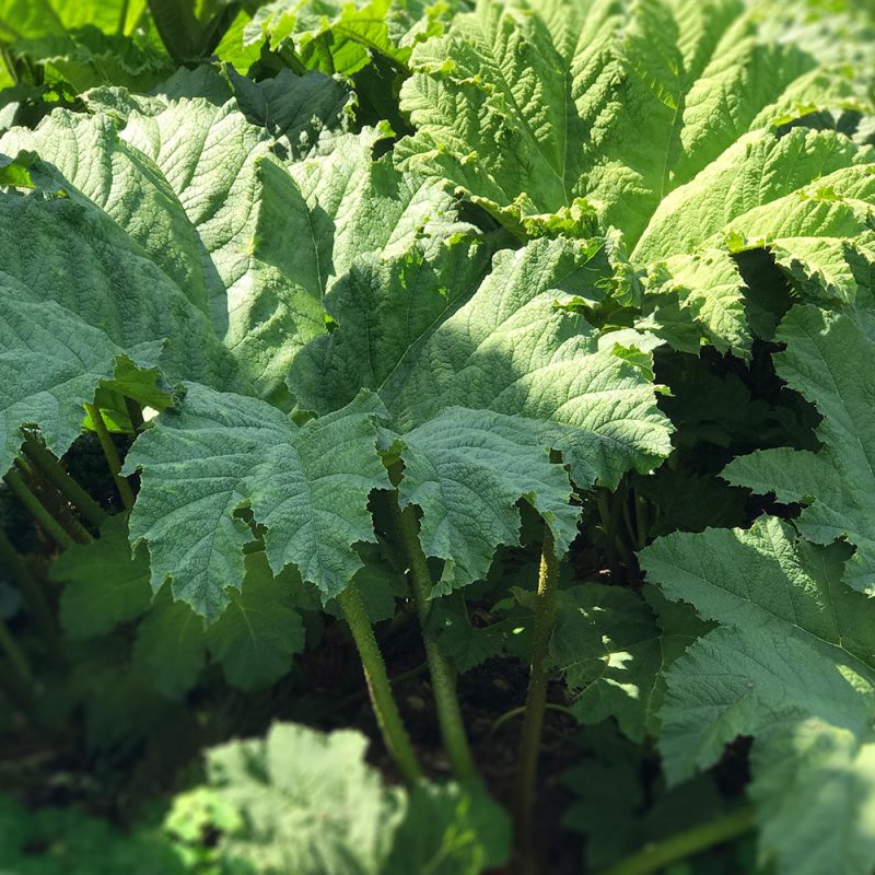 Jättigunnera Gunnera manicata Kekkilä