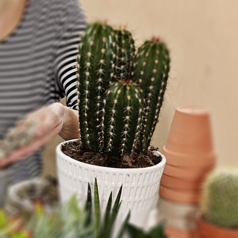 Jättipilarikaktus Pachycereus pringlei Kekkilä