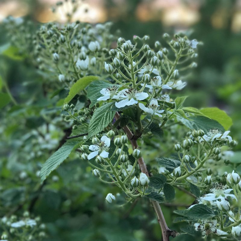 Karhunvatukka mustavadelma Rubus allegheniensis Kekkilä