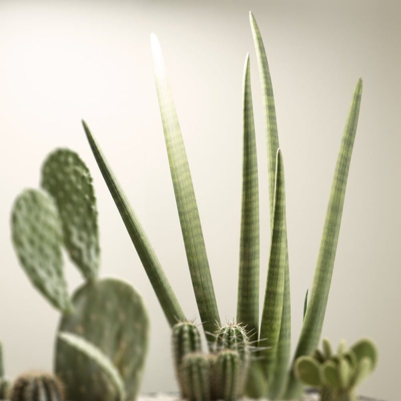 Keihäsanopinkieli Sansevieria cylindrica Kekkilä