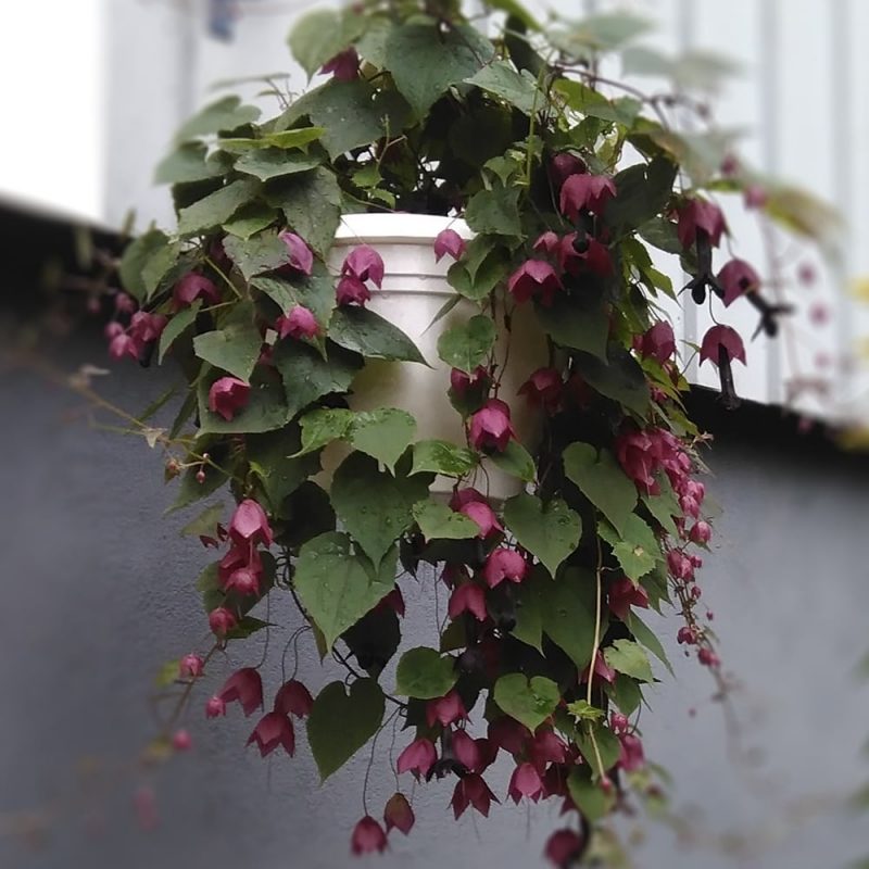 Keijunmekko Rhodoctiton atrosanguineus Kekkilä