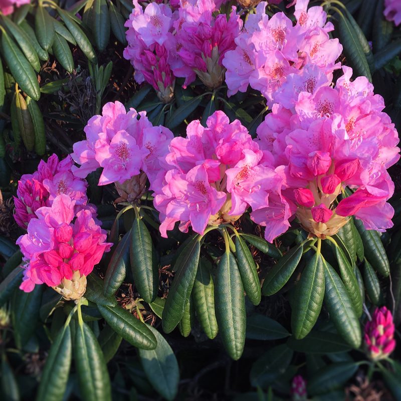 Marjatanalppiruusu 'Haaga' Rhododendron Kekkilä