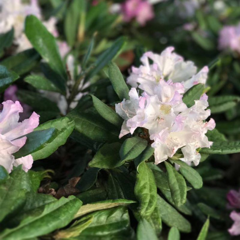 Alppiruusu ’Pohjolan tytär’ Rhododendron Kekkilä