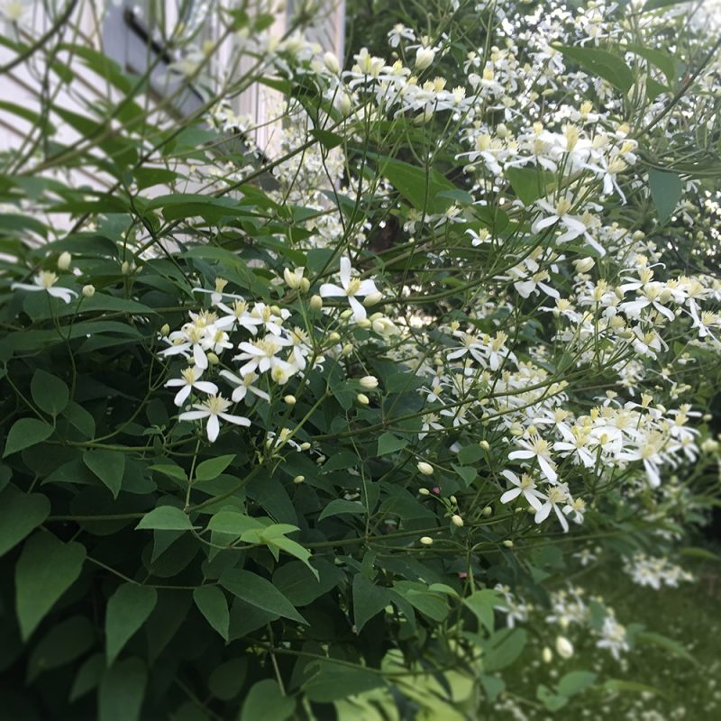 Pensaskärhö Clematis recta Kekkilä