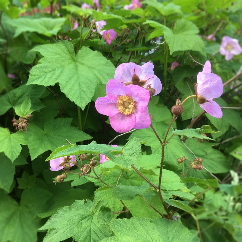 Tuoksuvatukka Rubus odoratus Kekkilä