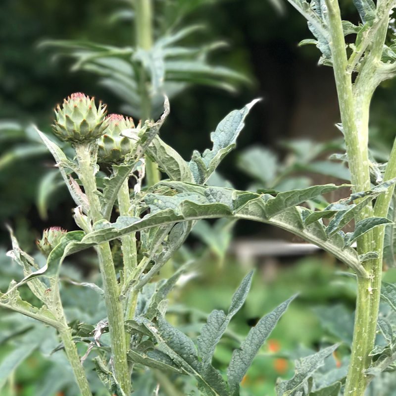 Isoartisokka Kardoni Cynara cardunculus Kekkilä