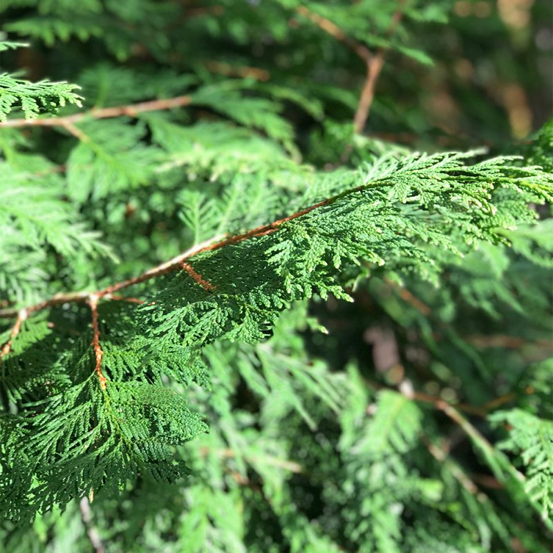 Jättituija Thuja plicata Kekkilä