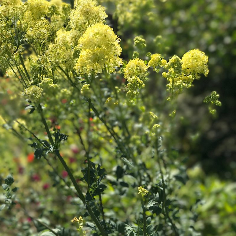 Ängelmä Thalictrum flavum Kekkilä