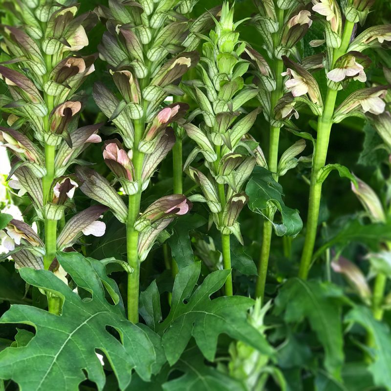 Balkaninakantti Acanthus balcanicus Kekkilä