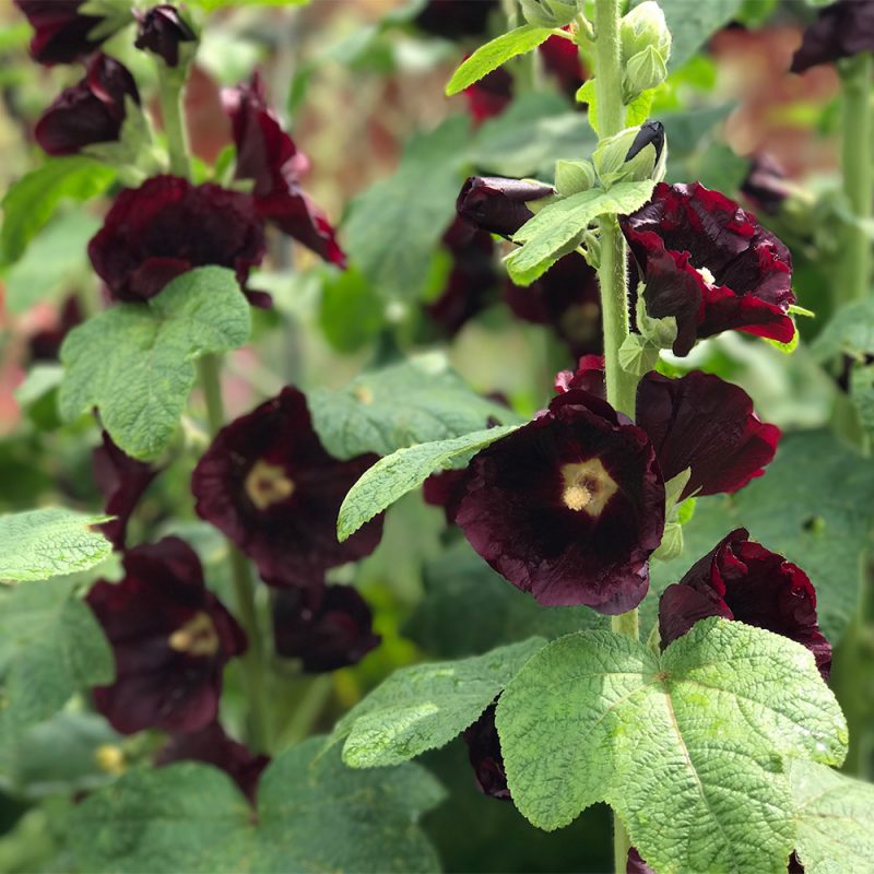 Tummasalkoruusu Alcea rosea 'Nigra' Kekkilä