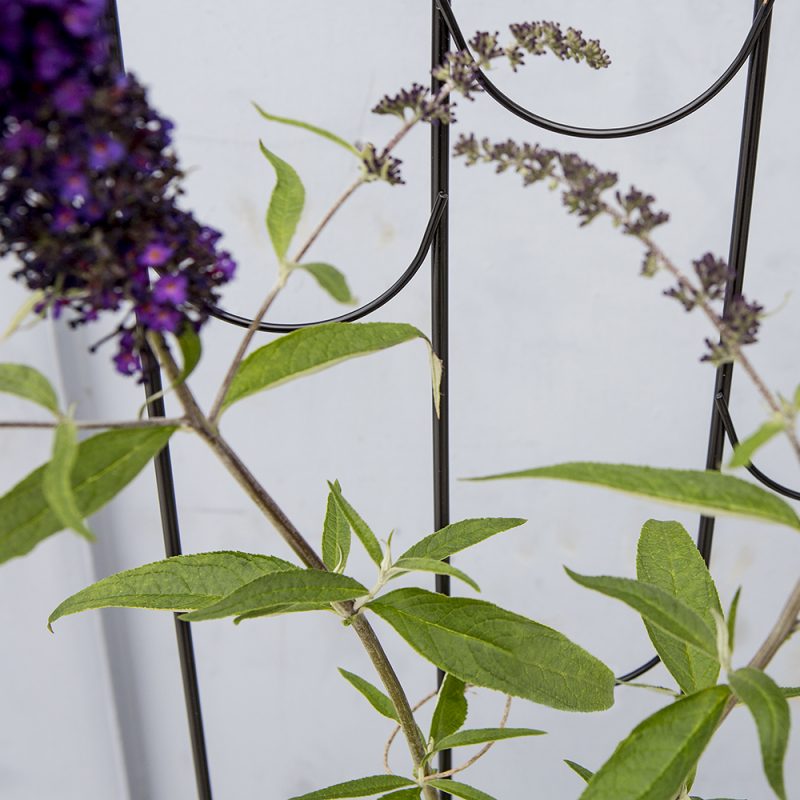 Syyssyrikka Buddleja davidii