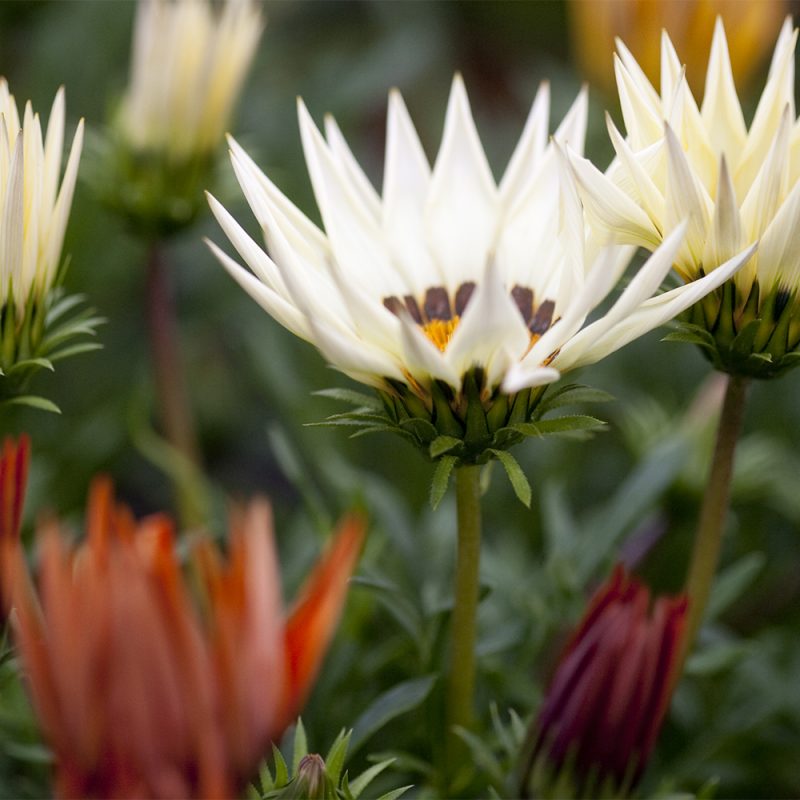 Timanttikukka Gazania Pavonia-ryhmä Kekkilä