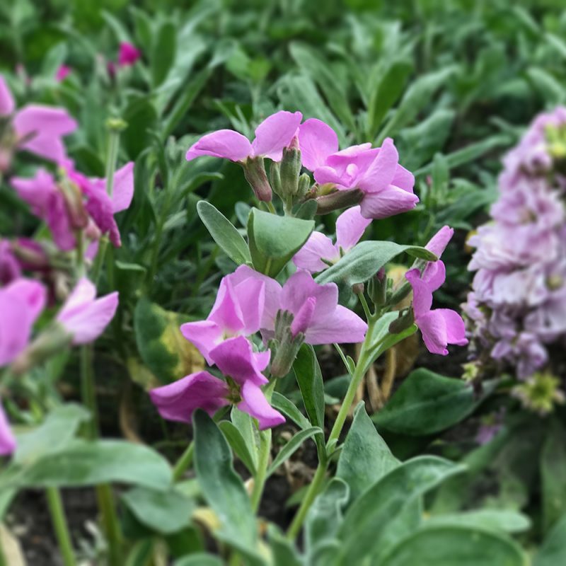 Kesäleukoija Matthiola incana Annua-ryhmä Kekkilä