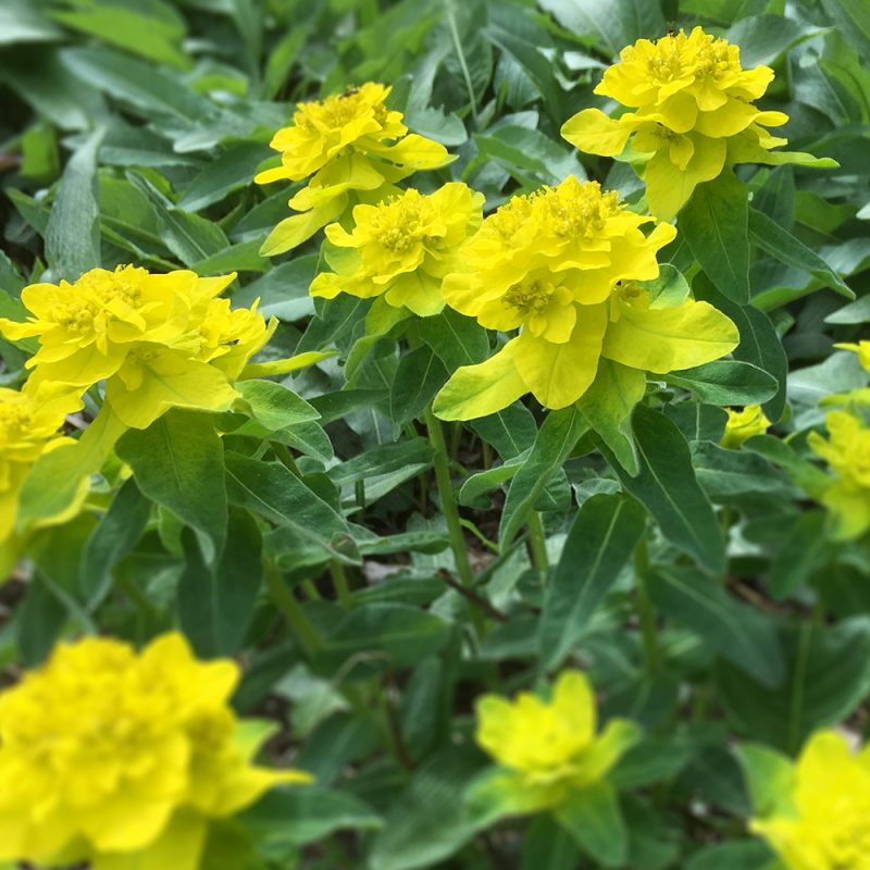 Kultatyräkki Euphorbia polychroma