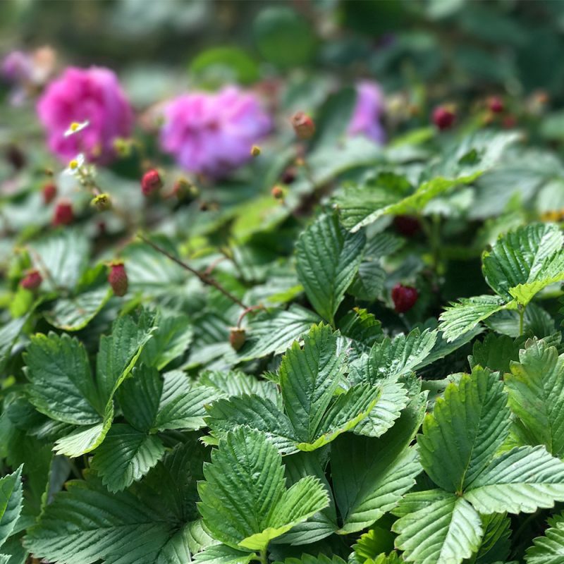 Fragaria vesca var. semperflorens Kekkilä