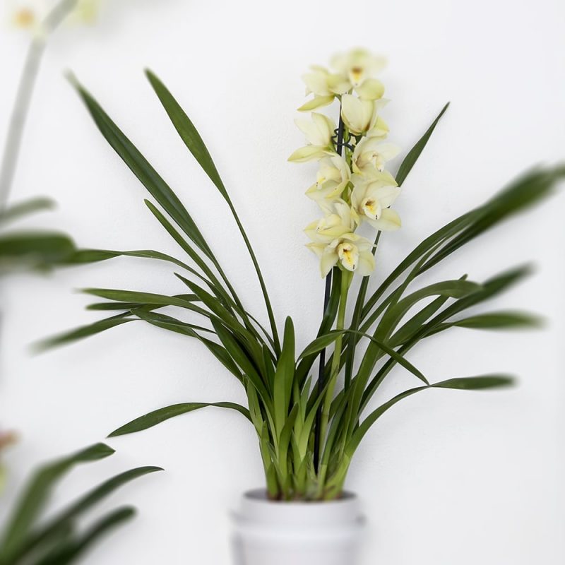 Kymbidi Cymbidium Kekkilä