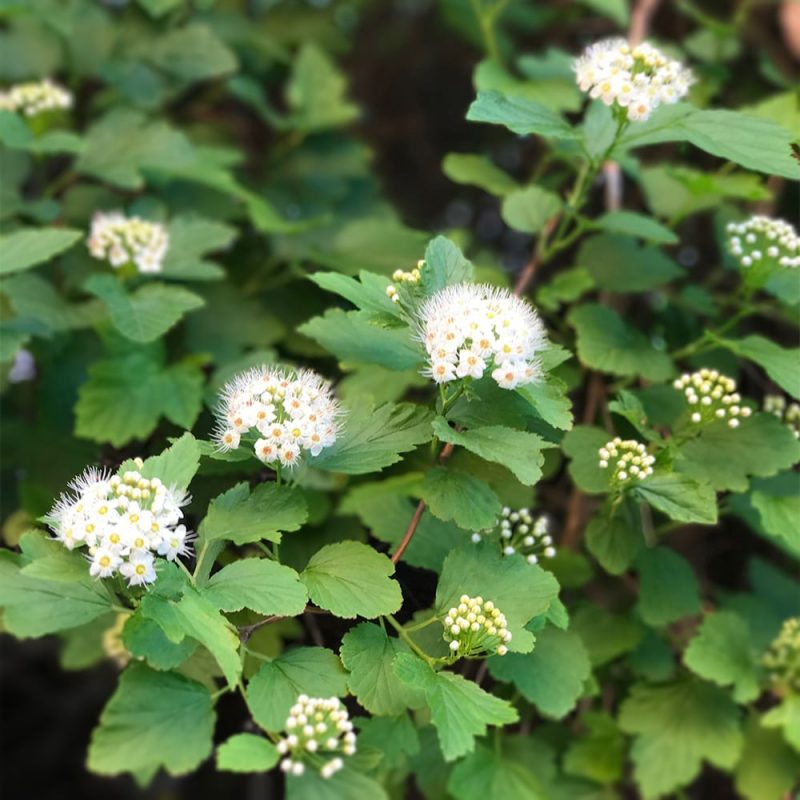 Lännenheisiangervo Physocarpus opulifolius Kekkilä