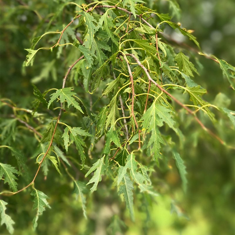 Loimaankoivu Betula pendula f. crispa Kekkilä