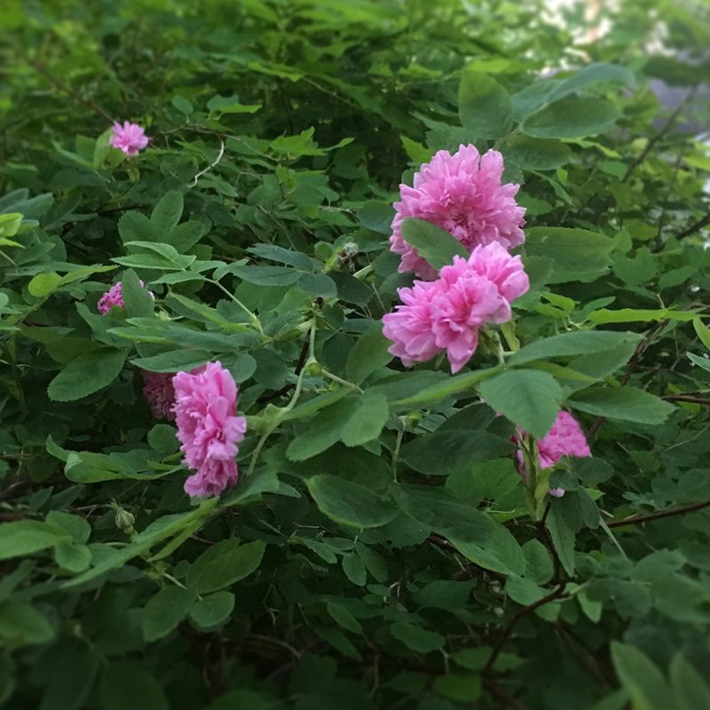 Mökinruusu Rosa majalis ’Foecundissima’