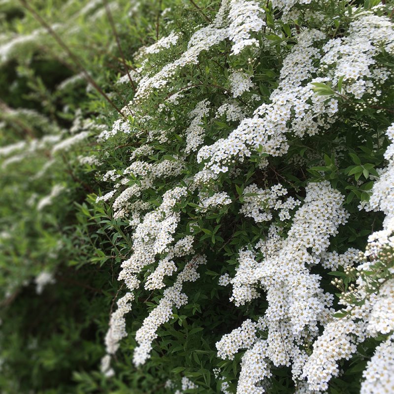 Norjanagervo Spiraea 'Grefsheim' Kekkilä